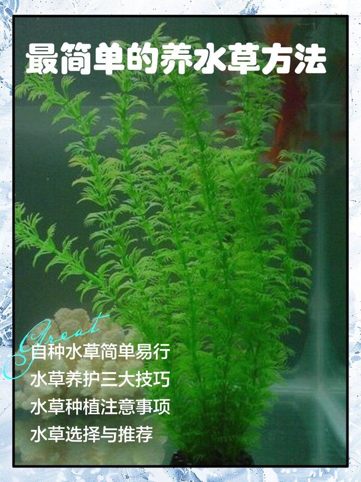 種草養魚需要多長時間才能見效？