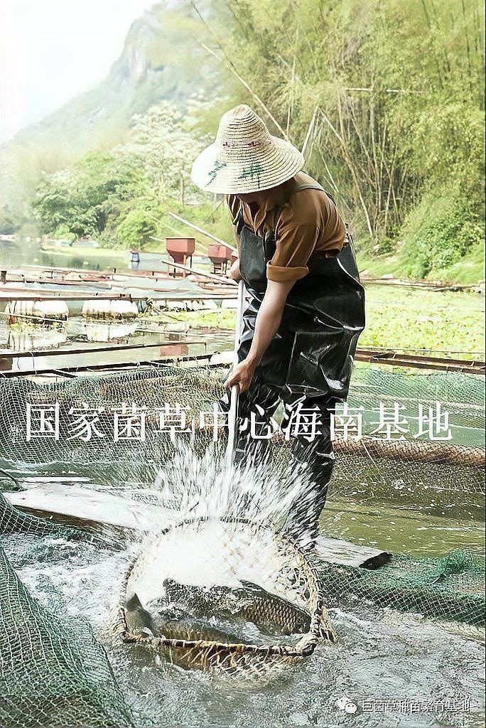 種草養魚需要多長時間才能見效？