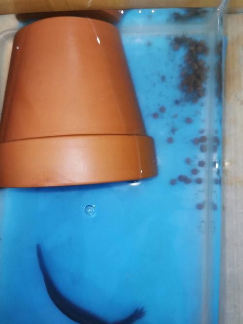 恐龍魚會吃自己嗎圖片