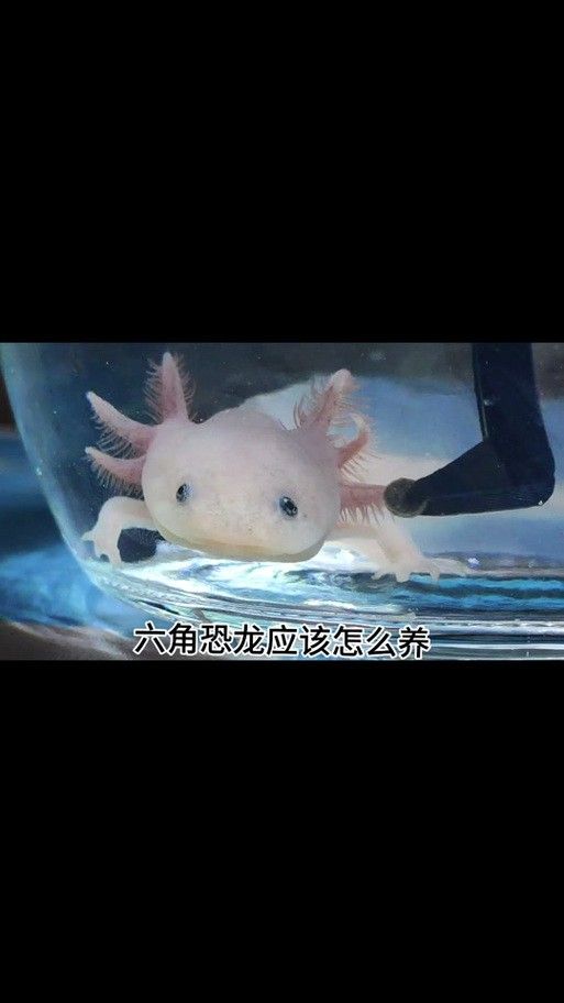 恐龍魚會吃自己嗎圖片