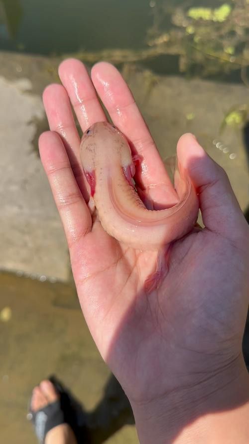 恐龍魚會吃自己嗎圖片