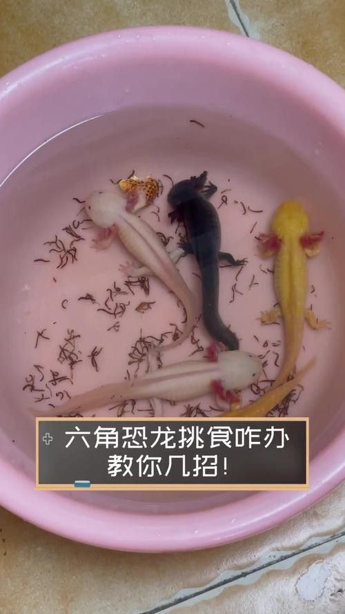 恐龍魚會吃自己嗎圖片