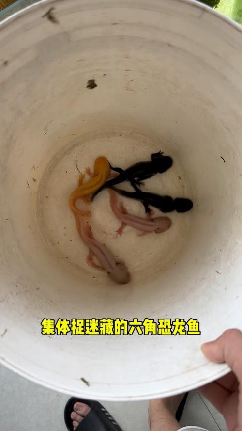恐龍魚會吃自己嗎圖片