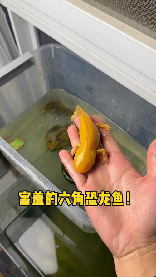恐龍魚會吃自己嗎圖片