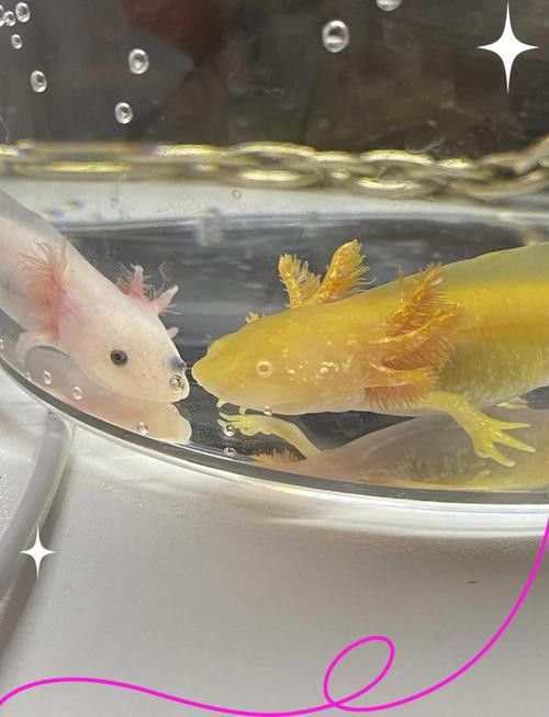 恐龍魚會吃自己嗎圖片