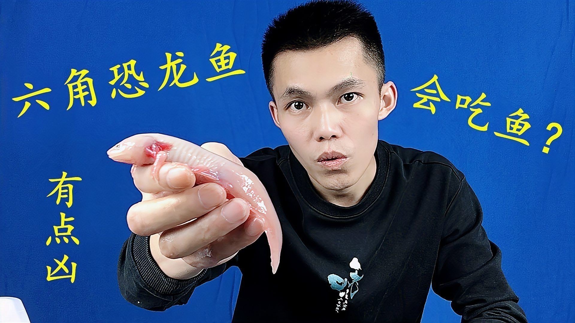 恐龍魚會吃自己嗎圖片