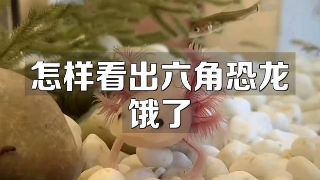 恐龍魚會吃自己嗎圖片