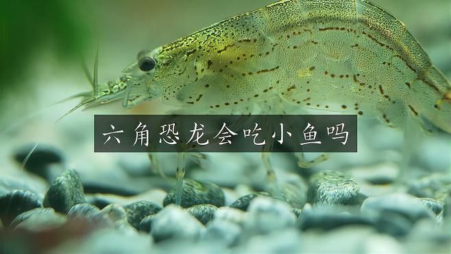 恐龍魚會吃自己嗎圖片