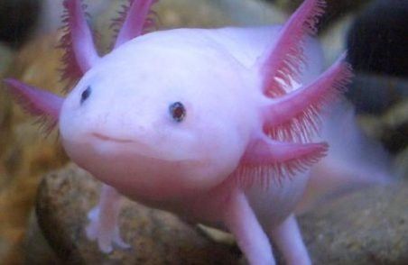 恐龍魚會吃自己嗎圖片