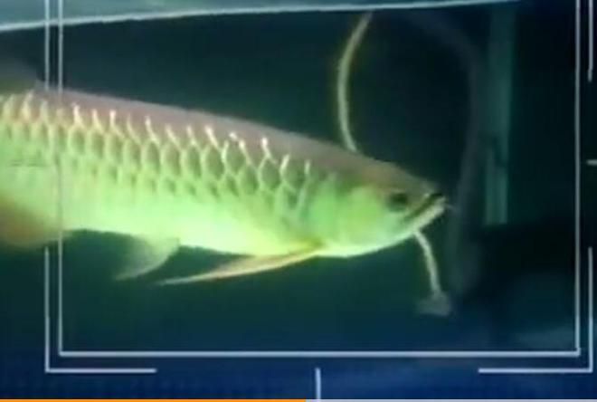 金龍魚身上有一條線：關(guān)于金龍魚身上的一條線的探討