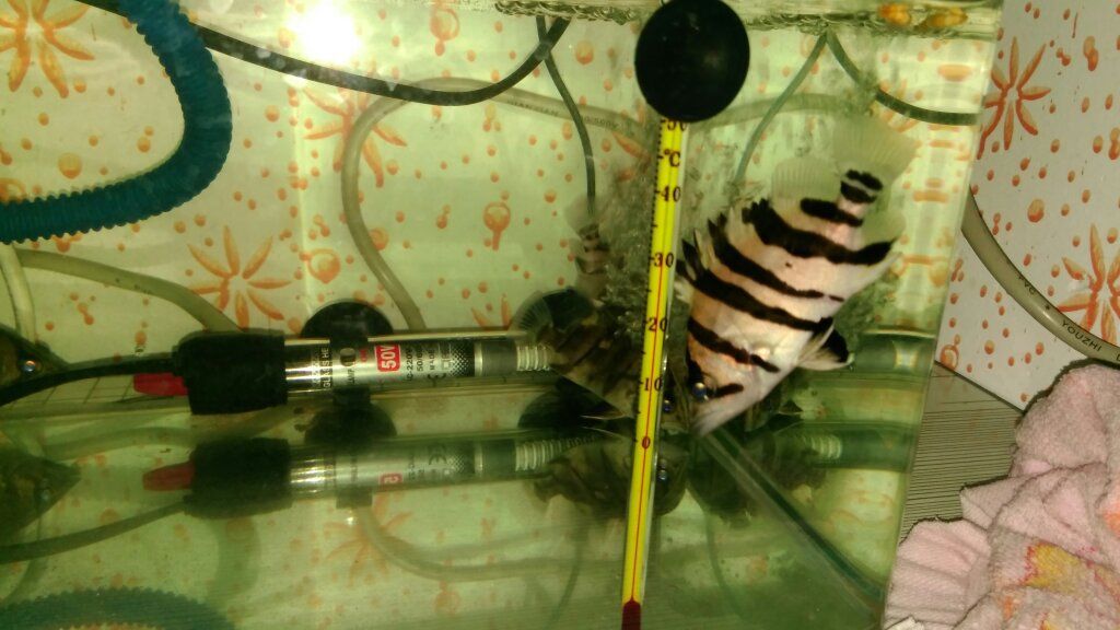 常見淡水觀賞魚有哪些：常見淡水觀賞魚