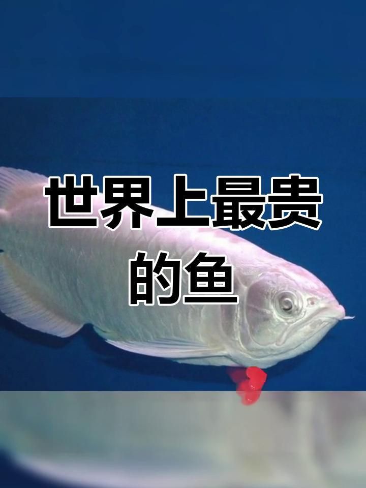 還有哪些觀賞魚價格昂貴？