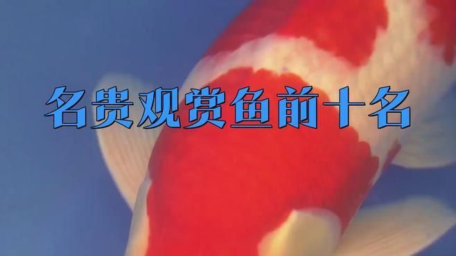 還有哪些觀賞魚價格昂貴？