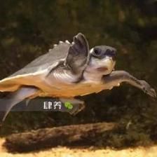 龍魚什么溫度最活躍，龍魚在26-32度的水溫范圍內最為活躍，如何監測龍魚水溫變化