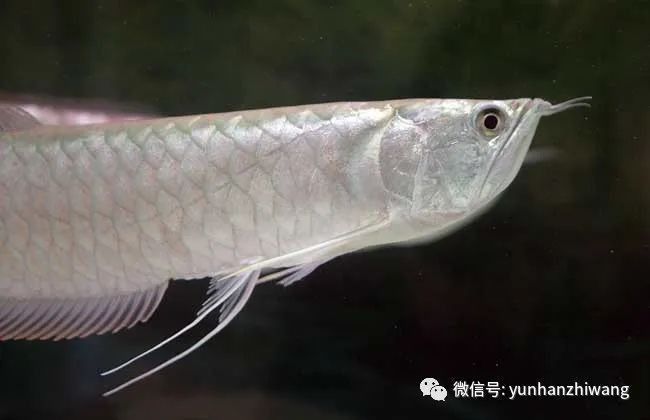 銀龍魚壽命一般有多長