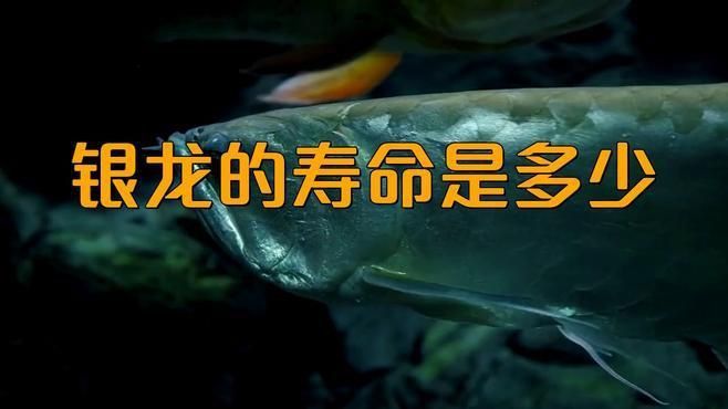 銀龍魚壽命一般有多長