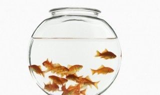魚缸養魚魚眼出現白色（魚眼受傷后的護理金魚白內障預防措施魚飼料選擇指南）