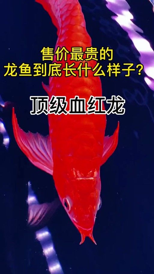什么樣的紅龍魚最好看圖片欣賞