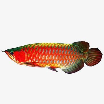 什么樣的紅龍魚最好看圖片欣賞