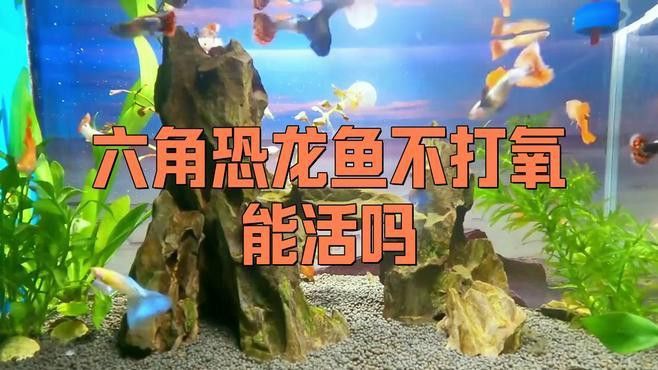 恐龍魚需要打氧嗎
