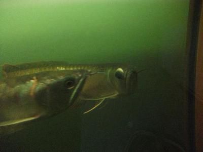 治療金龍魚水泡病藥（治療金龍魚水泡病時可采取以下幾種藥物治療方案）