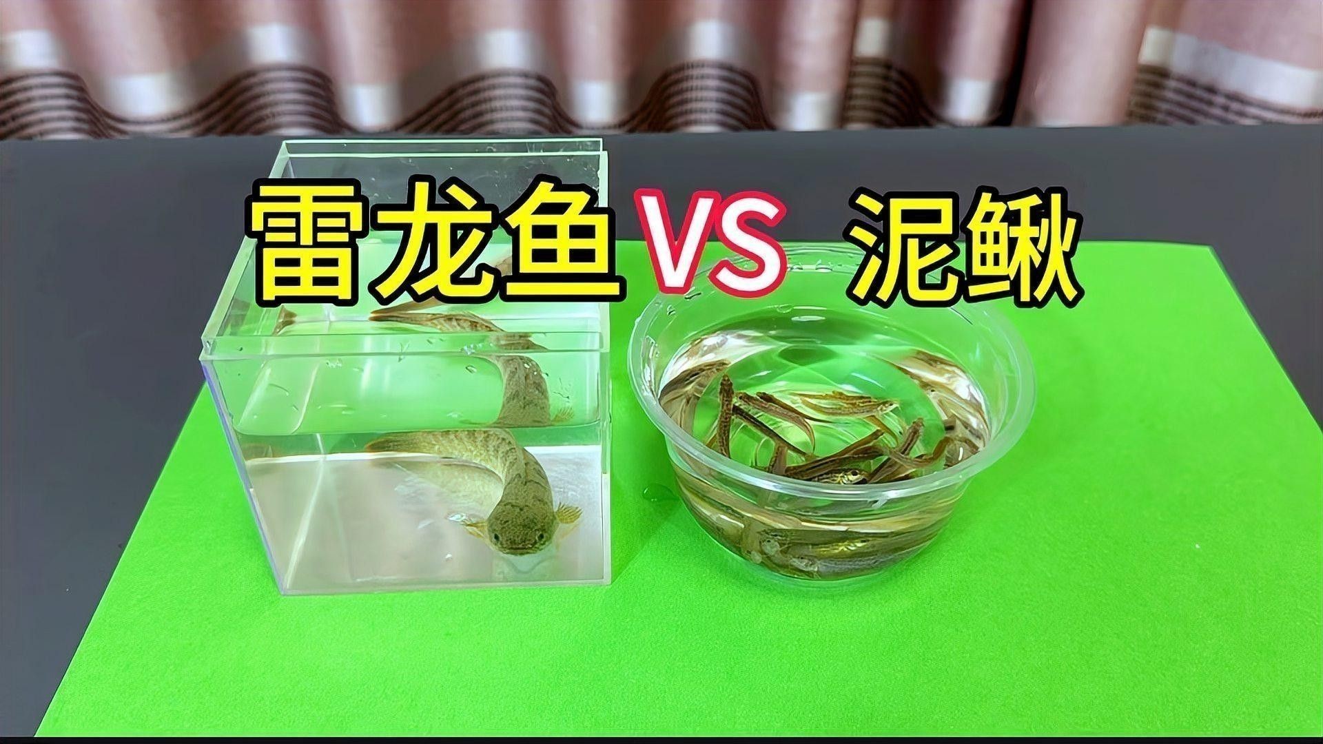 雷龍魚多少溫度合適喂食