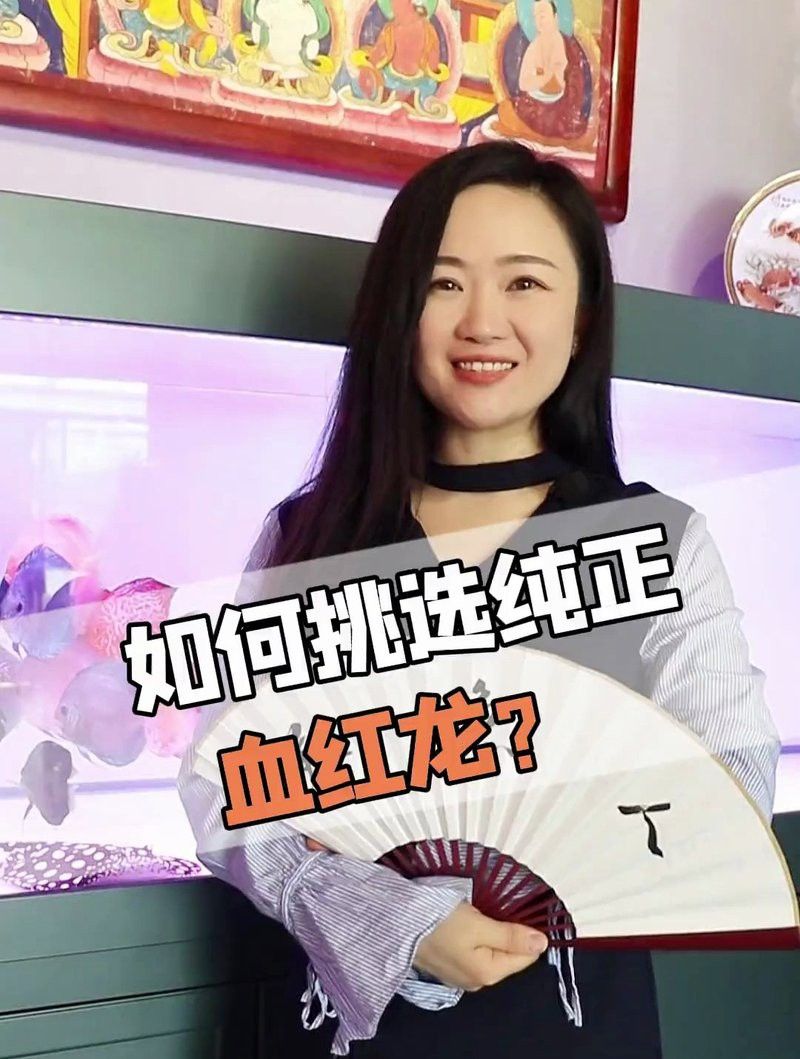 如何辨別真假血紅龍？