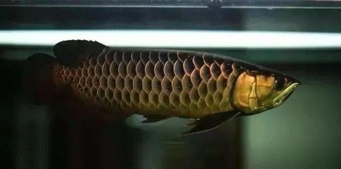 金龍魚從什么時候開始發色？：金龍魚發色全過程圖解 金龍魚從什么時候開始發色？：金龍魚發色全過程圖解 龍魚百科 第7張