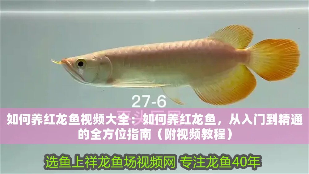 如何養紅龍魚視頻大全：如何養紅龍魚，從入門到精通的全方位指南（附視頻教程）