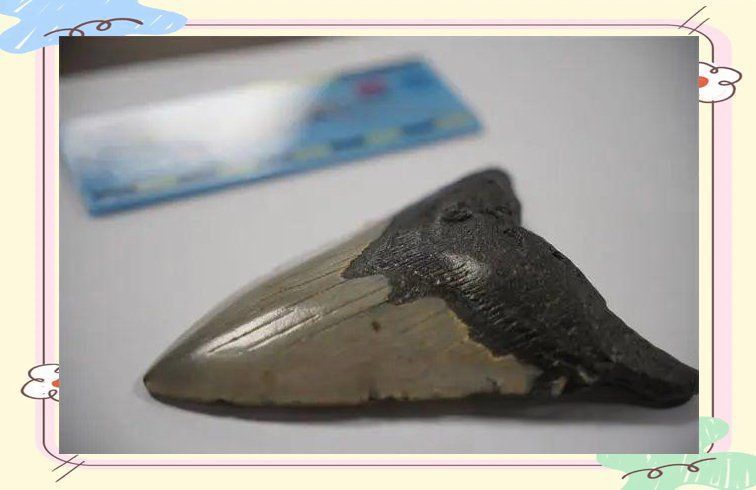 巨齒鯊滅絕了嗎