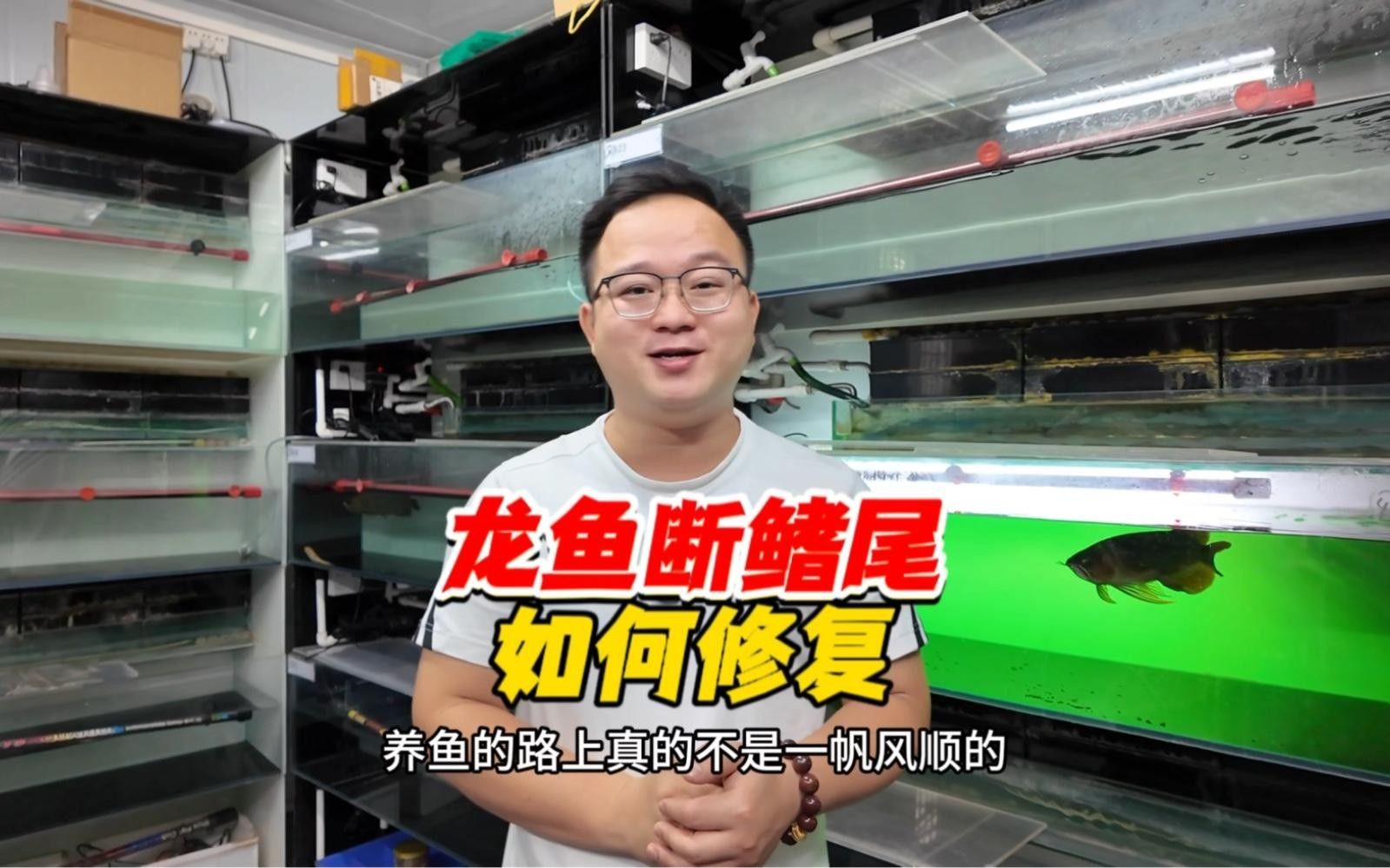 龍魚跳缸后多久可以喂食？