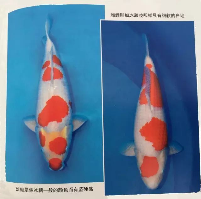 錦鯉幼苗顏色標準圖解