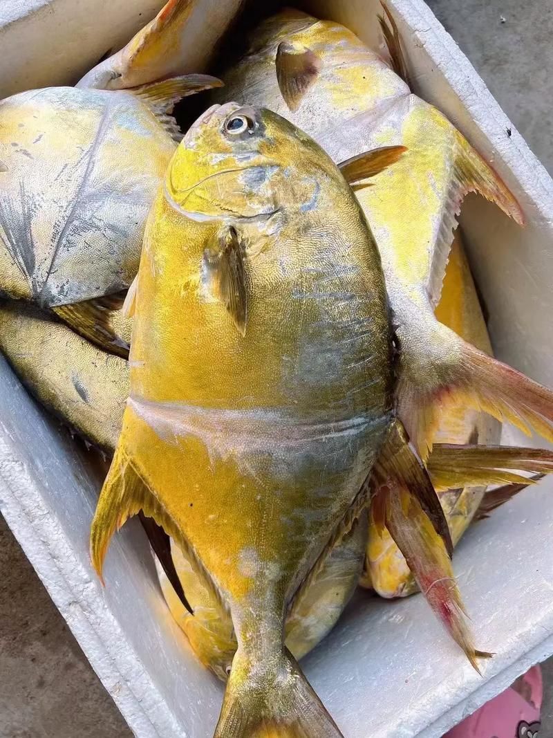 金昌魚圖片