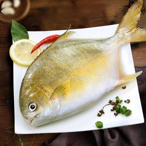 金昌魚圖片