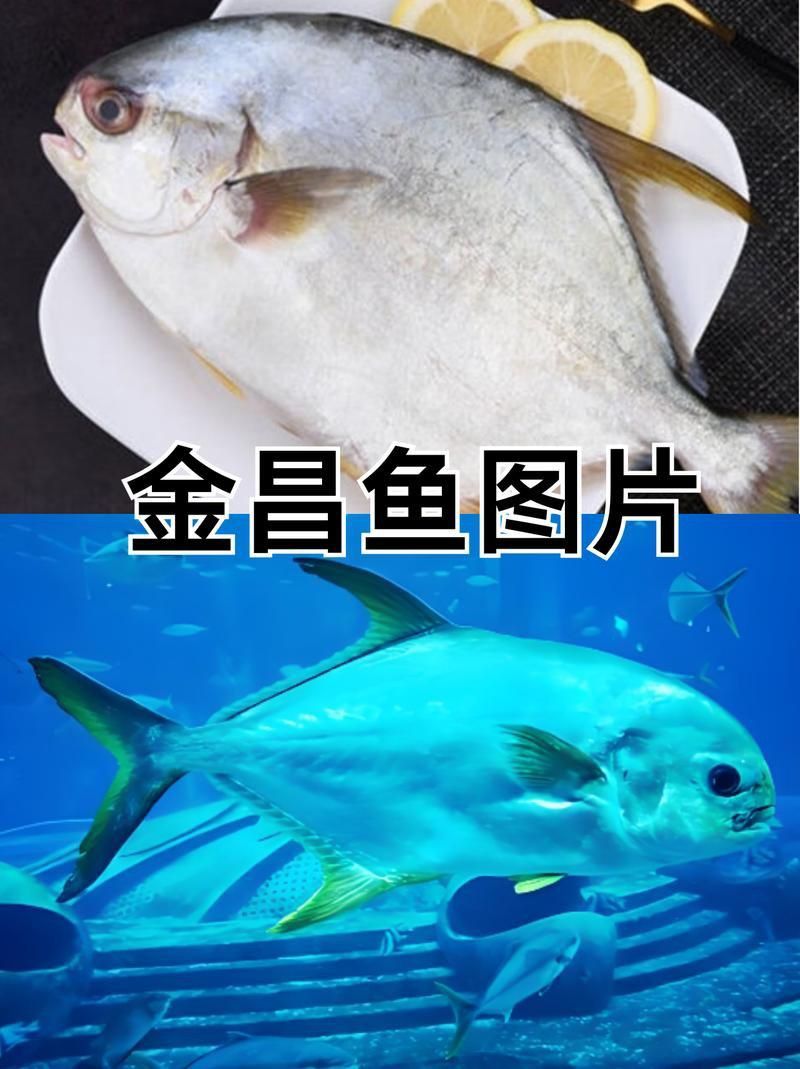 金昌魚圖片