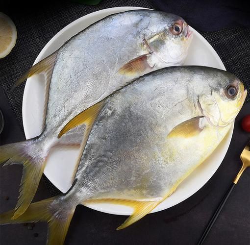 金昌魚圖片