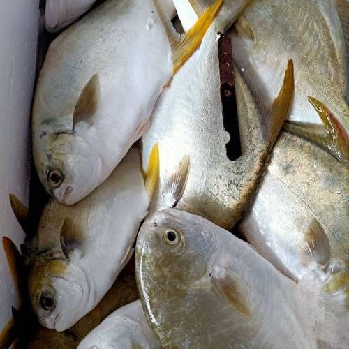 金昌魚圖片