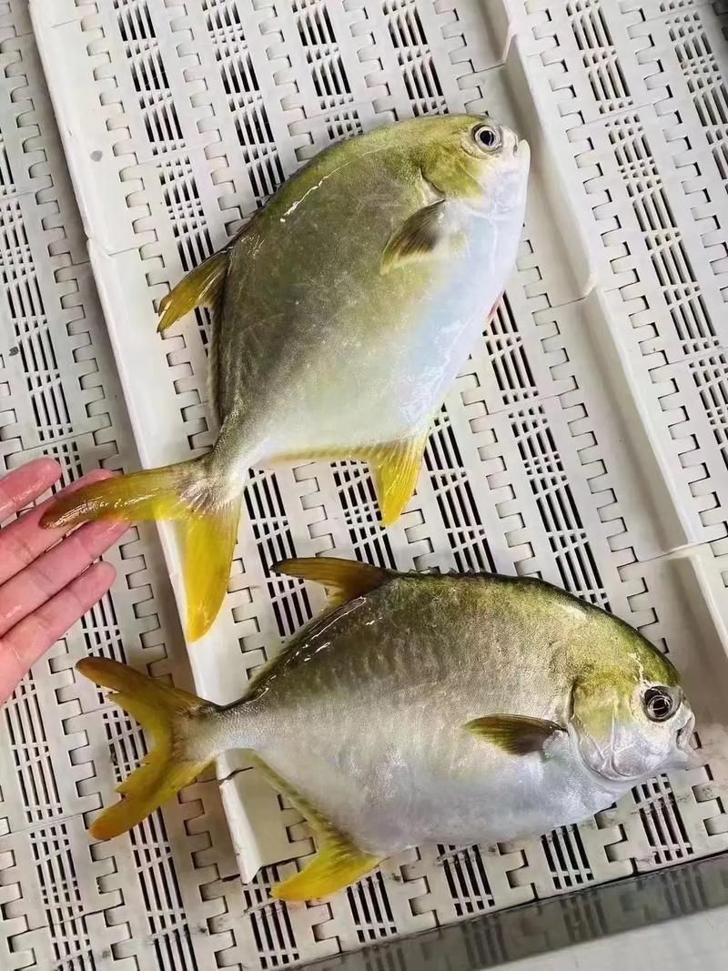 金昌魚圖片