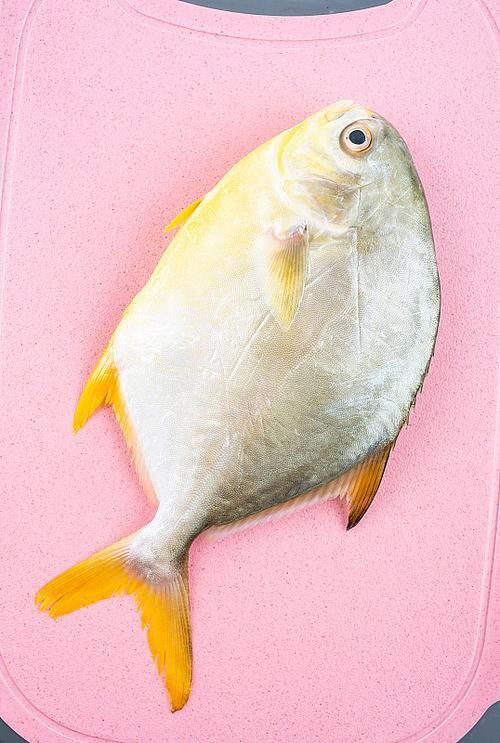 金昌魚圖片