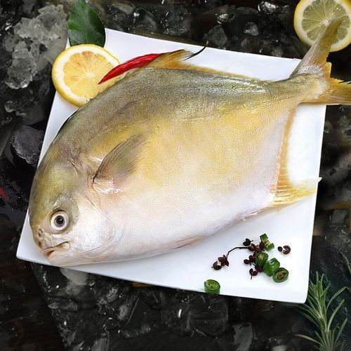 金昌魚圖片