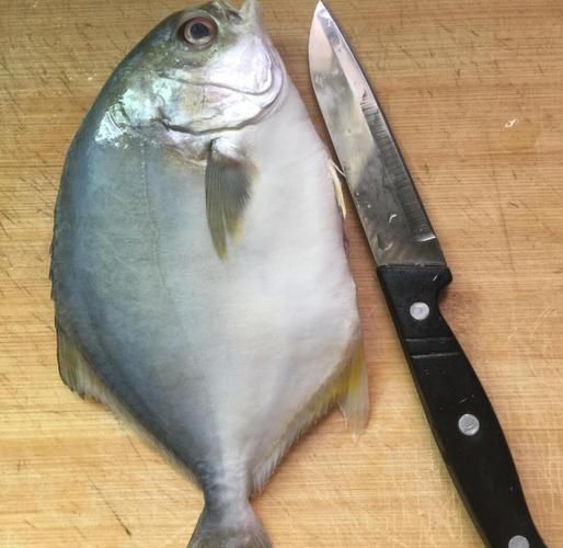金昌魚圖片