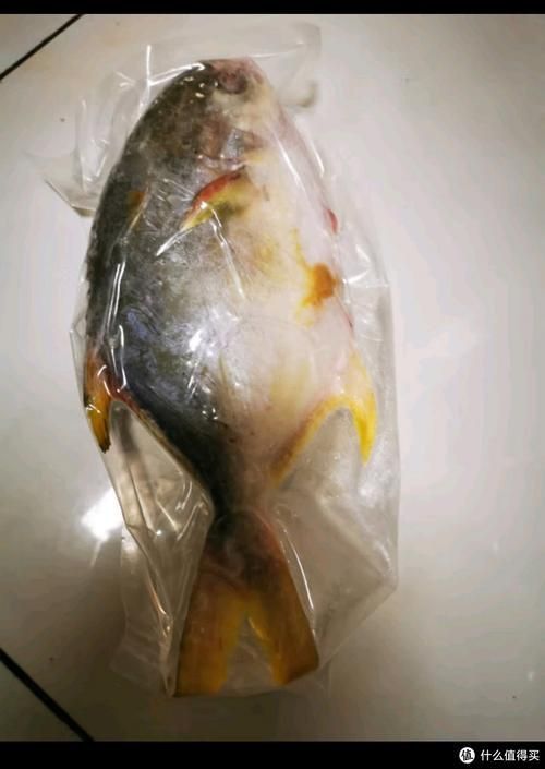 金昌魚圖片