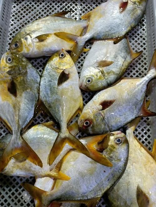 金昌魚圖片