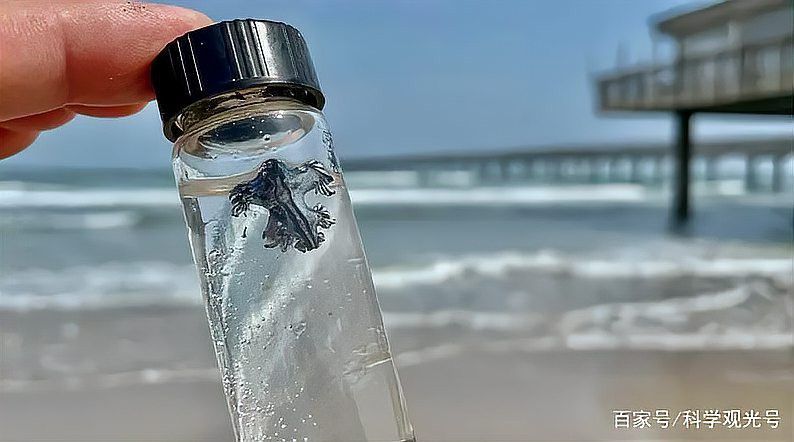 藍龍如何捕食水生生物？