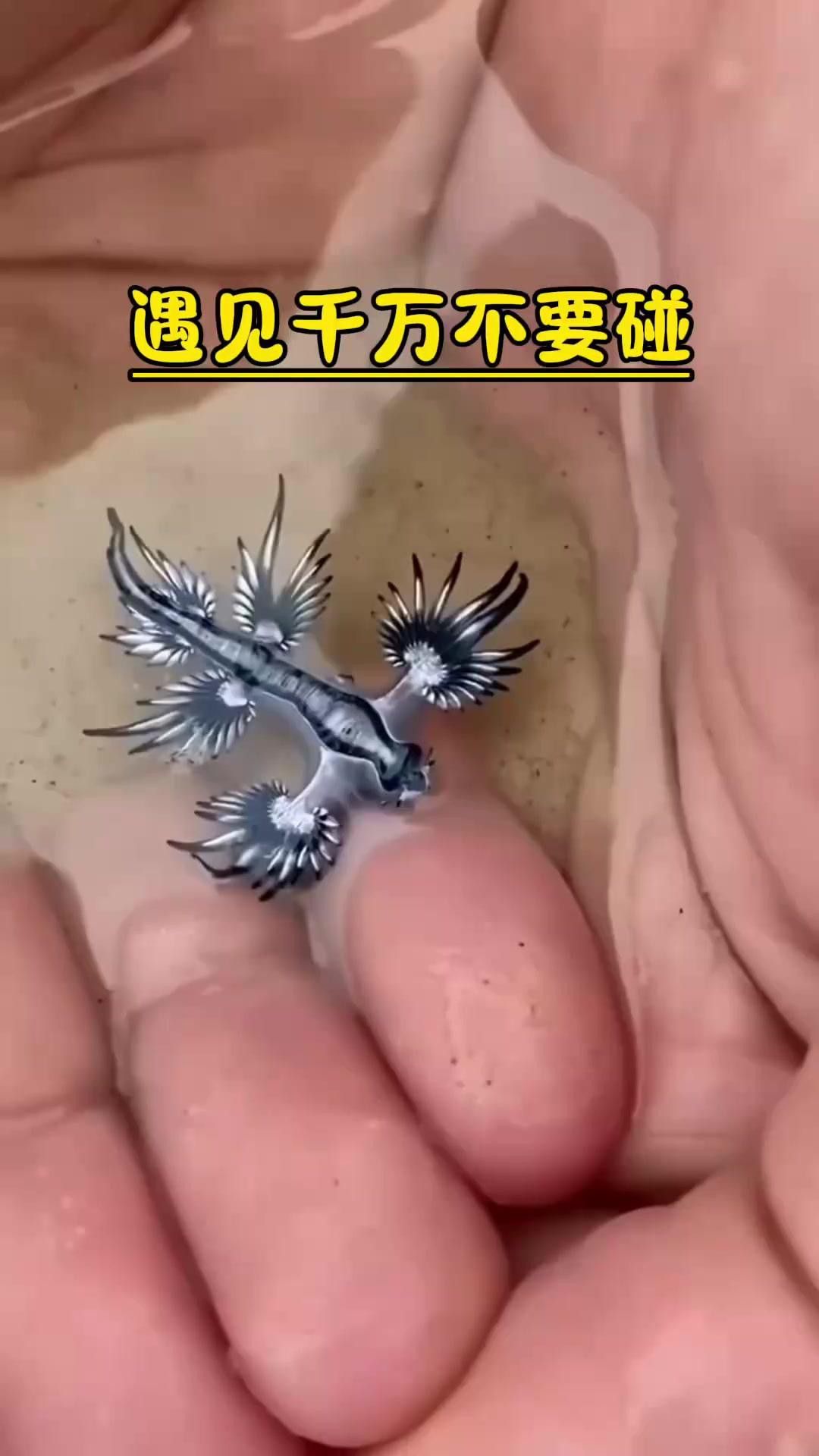 藍龍如何捕食水生生物？