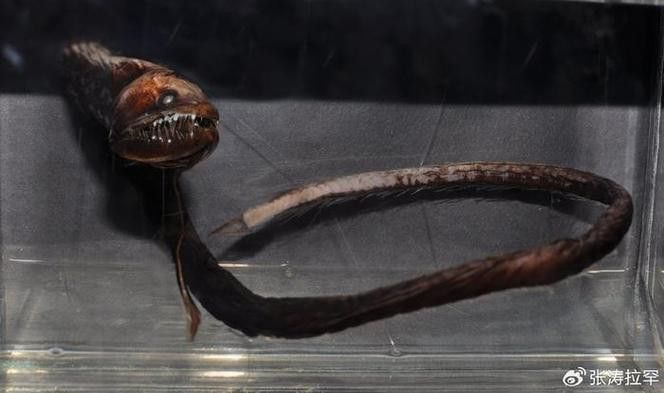 海里小龍魚圖片大全大圖