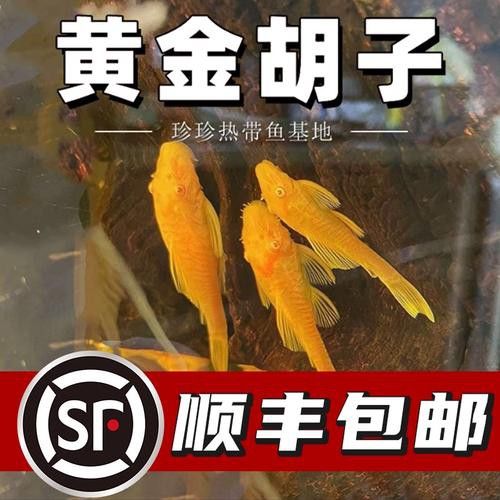 推薦一些其他種類的清道夫魚(yú)