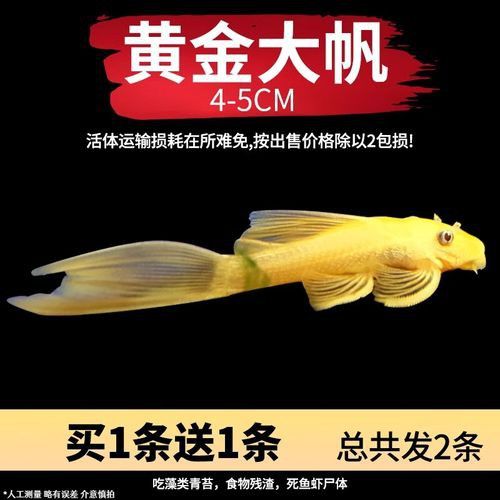 推薦一些其他種類的清道夫魚(yú)