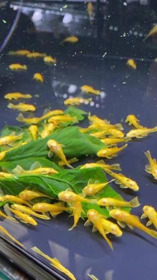 推薦一些其他種類的清道夫魚(yú)