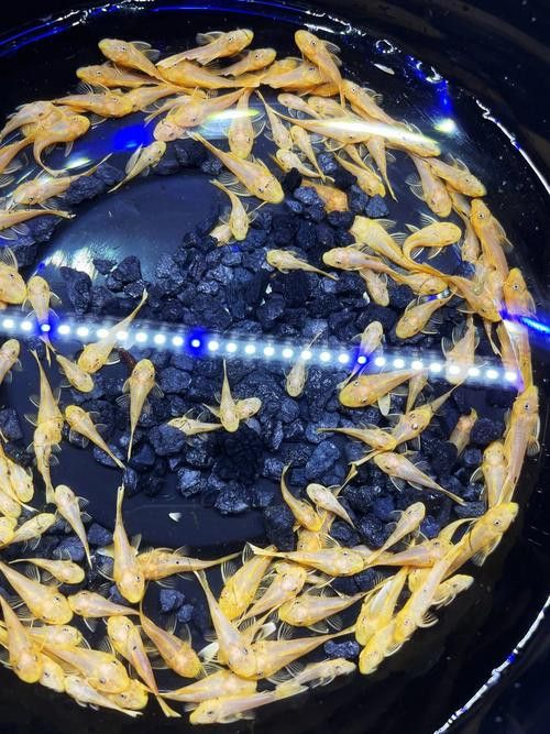 推薦一些其他種類的清道夫魚(yú)